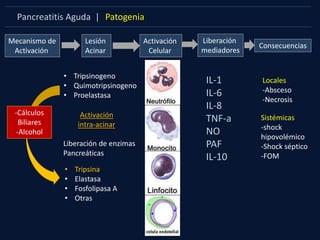 Pancreatitis Aguda | Patogenia
Mecanismo de
Activación
• Tripsina
• Elastasa
• Fosfolipasa A
• Otras
Lesión
Acinar
Activación
Celular
Liberación
mediadores
Consecuencias
IL-1
IL-6
IL-8
TNF-a
NO
PAF
IL-10
Liberación de enzimas
Pancreáticas
Activación
intra-acinar
• Tripsinogeno
• Quimotripsinogeno
• Proelastasa
Locales
-Absceso
-Necrosis
Sistémicas
-shock
hipovolémico
-Shock séptico
-FOM
-Cálculos
Biliares
-Alcohol
 