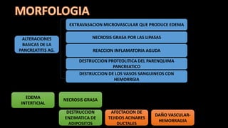 ALTERACIONES
BASICAS DE LA
PANCREATITIS AG.
EXTRAVASACION MICROVASCULAR QUE PRODUCE EDEMA
NECROSIS GRASA POR LAS LIPASAS
REACCION INFLAMATORIA AGUDA
DESTRUCCION PROTEOLITICA DEL PARENQUIMA
PANCREATICO
DESTRUCCION DE LOS VASOS SANGUINEOS CON
HEMORRGIA
EDEMA
INTERTICIAL
DESTRUCCION
ENZIMATICA DE
ADIPOSITOS
NECROSIS GRASA
AFECTACION DE
TEJIDOS ACINARES
DUCTALES
DAÑO VASCULAR-
HEMORRAGIA
 