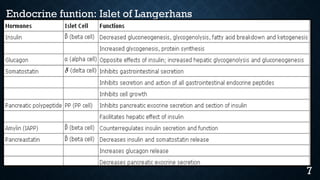 Endocrine funtion: Islet of Langerhans
7
 