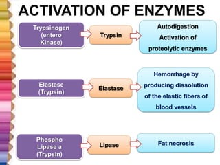 ACTIVATION OF ENZYMES
Trypsinogen
(entero
Kinase)
Phospho
Lipase a
(Trypsin)
Elastase
(Trypsin)
Trypsin
Elastase
Lipase
Autodigestion
Activation of
proteolytic enzymes
Hemorrhage by
producing dissolution
of the elastic fibers of
blood vessels
Fat necrosis
 