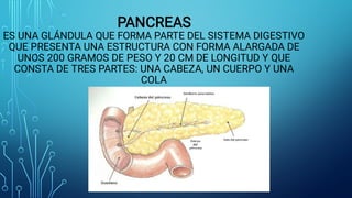 PANCREAS
ES UNA GLÁNDULA QUE FORMA PARTE DEL SISTEMA DIGESTIVO
QUE PRESENTA UNA ESTRUCTURA CON FORMA ALARGADA DE
UNOS 200 GRAMOS DE PESO Y 20 CM DE LONGITUD Y QUE
CONSTA DE TRES PARTES: UNA CABEZA, UN CUERPO Y UNA
COLA
 