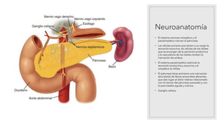 Neuroanatomía
• El sistema nervioso simpático y el
parasimpático inervan el páncreas.
• Las células acinares que tienen a su cargo la
secreción exocrina, las células de los islotes
que se encargan de la secreción endocrina
y la vasculatura de los islotes reciben la
inervación de ambos.
• El sistema parasimpático estimula la
secreción endocrina y exocrina y el
simpático la inhibe.
• El páncreas tiene asimismo una inervación
abundante de fibras sensoriales aferentes,
que dan lugar al dolor intenso relacionado
con el cáncer del páncreas avanzado y con
la pancreatitis aguda y crónica.
• Ganglio celiaco
 