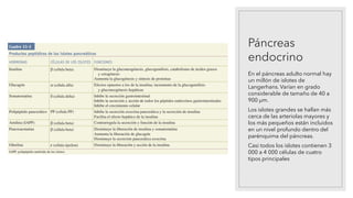 Páncreas
endocrino
En el páncreas adulto normal hay
un millón de islotes de
Langerhans. Varían en grado
considerable de tamaño de 40 a
900 μm.
Los islotes grandes se hallan más
cerca de las arteriolas mayores y
los más pequeños están incluidos
en un nivel profundo dentro del
parénquima del páncreas.
Casi todos los islotes contienen 3
000 a 4 000 células de cuatro
tipos principales
 