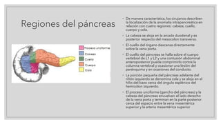 Regiones del páncreas
◦ De manera característica, los cirujanos describen
la localización de la anomalía intrapancreática en
relación con cuatro regiones: cabeza, cuello,
cuerpo y cola.
◦ La cabeza se aloja en la arcada duodenal y es
posterior respecto del mesocolon transverso.
◦ El cuello del órgano descansa directamente
sobre la vena porta.
◦ El cuello del páncreas se halla sobre el cuerpo
vertebral de L1 y L2 y una contusión abdominal
anteroposterior puede comprimirlo contra la
columna vertebral y ocasionar una lesión del
parénquima y en ocasiones del conducto.
◦ La porción pequeña del páncreas adelante del
riñón izquierdo se denomina cola y se aloja en el
hilio del bazo cerca del ángulo esplénico del
hemicolon izquierdo.
◦ El proceso unciforme (gancho del páncreas) y la
cabeza del páncreas envuelven el lado derecho
de la vena porta y terminan en la parte posterior
cerca del espacio entre la vena mesentérica
superior y la arteria mesentérica superior
 