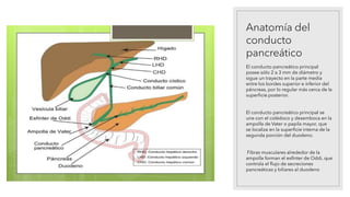 Anatomía del
conducto
pancreático
El conducto pancreático principal
posee sólo 2 a 3 mm de diámetro y
sigue un trayecto en la parte media
entre los bordes superior e inferior del
páncreas, por lo regular más cerca de la
superficie posterior.
El conducto pancreático principal se
une con el colédoco y desemboca en la
ampolla de Vater o papila mayor, que
se localiza en la superficie interna de la
segunda porción del duodeno.
Fibras musculares alrededor de la
ampolla forman el esfínter de Oddi, que
controla el flujo de secreciones
pancreáticas y biliares al duodeno
 