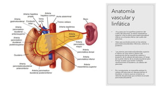 Anatomía
vascular y
linfática
• A su paso por la superficie posterior del
cuello del páncreas, la arteria mesentérica
superior crea la arteria pancreaticoduodenal
inferior en el borde inferior del cuello del
páncreas.
• Este vaso se divide pronto en las arterias
pancreaticoduodenales inferiores, anterior y
posterior.
• Las arterias pancreaticoduodenales superior
e inferior se unen entre sí dentro del
parénquima de las superficies anterior y
posterior de la cabeza del páncreas a lo largo
de la parte interna de la arcada duodenal para
formar arcadas que emiten múltiples
ramificaciones al duodeno y la cabeza del
páncreas.
• Por consiguiente, es imposible extirpar la
cabeza del páncreas sin desvascularizar el
duodeno, a menos que se conserve un
reborde de páncreas que contiene la arcada
pancreaticoduodenal
 