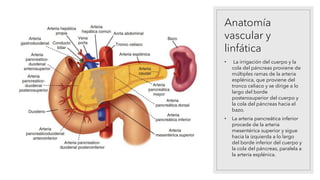 Anatomía
vascular y
linfática
• La irrigación del cuerpo y la
cola del páncreas proviene de
múltiples ramas de la arteria
esplénica, que proviene del
tronco celiaco y se dirige a lo
largo del borde
posterosuperior del cuerpo y
la cola del páncreas hacia el
bazo.
• La arteria pancreática inferior
procede de la arteria
mesentérica superior y sigue
hacia la izquierda a lo largo
del borde inferior del cuerpo y
la cola del páncreas, paralela a
la arteria esplénica.
 