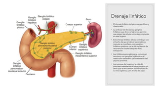 Drenaje linfático
• El drenaje linfático del páncreas es difuso y
diseminado.
• La profusa red de vasos y ganglios
linfáticos que drena el páncreas permite
que salgan las células tumorales originadas
en este órgano.
• Este drenaje linfático difuso contribuye con
el hecho de que el cáncer pancreático a
menudo se manifiesta con ganglios
linfáticos positivos y a la alta incidencia de
recurrencias locales después de su
extirpación.
• Los linfáticos pancreáticos se comunican
asimismo con ganglios linfáticos en el
mesocolon transverso y el mesenterio del
yeyuno proximal.
• Los tumores del cuerpo y la cola del
páncreas metastatizan a estos ganglios y a
otros que se encuentran en el trayecto de
la vena esplénica y en el hilio del bazo
 