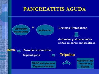 +  Enzimas Proteolíticas Activadas y almacenadas en Cs acinares pancreáticas INICIA  Paso de la proenzima Tripsinógeno  Tripsina PANCREATITIS AGUDA Liberación Inapropiada Activación Activación de  Proteasas y lipasas DAÑO del páncreas Organos distales. 