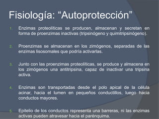Fisiología: “Autoprotección”
1.   Enzimas proteolíticas se producen, almacenan y secretan en
     forma de proenzimas inactivas (tripsinógeno y quimitripsinógeno).

2.   Proenzimas se almacenan en los zimógenos, separadas de las
     enzimas lisosomales que podría activarlas.

3.   Junto con las proenzimas proteolíticas, se produce y almacena en
     los zimógenos una antitripsina, capaz de inactivar una tripsina
     activa.

4.   Enzimas son transportadas desde el polo apical de la célula
     acinar, hacia el lumen en pequeños conductillos, luego hacia
     conductos mayores.

5.   Epitelio de los conductos representa una barreras, ni las enzimas
     activas pueden atravesar hacia el parénquima.
 