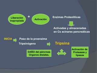 Liberación   +                    Enzimas Proteolíticas
                       Activación
    Inapropiada


                                       Activadas y almacenadas
                                       en Cs acinares pancreáticas

INICIA     Paso de la proenzima
          Tripsinógeno                  Tripsina
                                                     Activación de
                  DAÑO del páncreas                   Proteasas y
                   Organos distales.                    lipasas
 