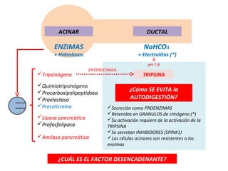 ACINAR                                   DUCTAL

      ENZIMAS                                  NaHCO3
      + Hidrolasas                           + Electrolitos (*)
                                                 pH 7-8
                      ENTEROCINASA
Tripsinógeno                                  TRIPSINA
Quimiotripsinógeno
Procarboxipolipeptidasa                ¿Cómo SE EVITA la
Proelastasa                            AUTODIGESTIÓN?
Precalicreína                Secreción como PROENZIMAS
                              Retenidas en GRANULOS de cimógeno (*)
Lipasa pancreática           Su activación requiere de la activación de la
Profosfolipasa               TRIPSINA
                              Se secretan INHIBIDORES (SPINK1)
Amilasa pancreática          Las células acinares son resistentes a las
                              enzimas

        ¿CUÁL ES EL FACTOR DESENCADENANTE?
 