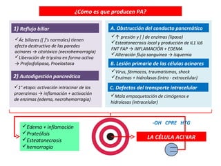 ¿Cómo es que producen PA?

1) Reflujo biliar                         A. Obstrucción del conducto pancreático
                                          ↑ presión y [ ] de enzimas (lipasa)
Ác biliares ([ ]’s normales) tienen
                                          Esteatonecrosis local y producción de IL1 IL6
efecto destructivo de las paredes
                                          FNT FAP → INFLAMACIÓN + EDEMA
acinares → citotóxico (necrohemorragia)   Alteración flujo sanguíneo → isquemia
Liberación de tripsina en forma activa
→ Profosfolipasa, Proelastasa             B. Lesión primaria de las células acinares
                                          Virus, fármacos, traumatismos, shock
2) Autodigestión pancreática              Enzimas + hidrolasas (intra - extracelular)
1° etapa: activación intracinar de las   C. Defectos del transporte intracelular
proenzimas → inflamación + activación     Mala empaquetación de cimógenos e
de enzimas (edema, necrohemorragia)
                                          hidrolasas (intracelular)



                                                               -OH CPRE HTG
    Edema + inflamación
    Proteólisis
    Esteatonecrosis                                        LA CÉLULA ACINAR
    hemorragia
 