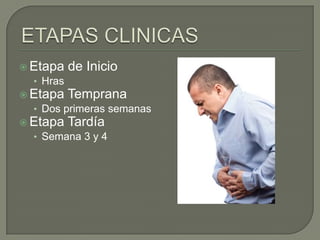  Etapa de Inicio
• Hras
 Etapa Temprana
• Dos primeras semanas
 Etapa Tardía
• Semana 3 y 4

 