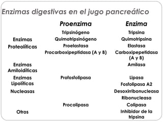 Enzimas digestivas en el jugo pancreático 
PPrrooeennzziimmaa EEnnzziimmaa 
Enzimas 
Proteolíticas 
Tripsinógeno 
Quimotripsinógeno 
Proelastasa 
Procarboxipeptidasa (A y B) 
Tripsina 
Quimotripsina 
Elastasa 
Carboxipepetidasa 
(A y B) 
Enzimas 
Amiloidíticas 
Amilasa 
Enzimas 
Lipolíticas 
Profosfolipasa Lipasa 
Fosfolipasa A2 
Nucleasas Desoxirribonucleasa 
Ribonucleasa 
Otros 
Procolipasa Colipasa 
Inhibidor de la 
tripsina 
 