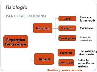 Fisiología 
PANCREAS EXOCRINO 
RReegguullaacciióónn 
PPaannccrreeááttiiccaa 
NNeerrvviioossaa 
HHuummoorraall 
VVaaggaall 
SSiimmppááttiiccaa 
PPaarraassiimmppááttiiccaa 
Favorece 
la secreción 
Inhibidora 
Liberación 
de enzimas 
SSeeccrreettiinnaa 
CCrraatt.. kkiinnaass 
de volumen y 
bicarbonato 
Estimula 
secreción de 
enzimas 
Duodeno y yeyuno proximal 
 