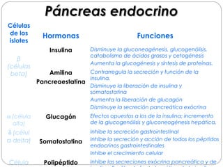 PPáánnccrreeaass eennddooccrriinnoo 
Células 
de los 
islotes Hormonas Funciones 
β 
(células 
beta) 
Insulina Disminuye la gluconeogénesis, glucogenólisis, 
catabolismo de ácidos grasos y cetogénesis 
Aumenta la glucogénesis y síntesis de proteínas. 
Amilina 
Pancreaestatina 
Contrarregula la secreción y función de la 
insulina. 
Disminuye la liberación de insulina y 
somatostatina 
Aumenta la liberación de glucagón 
Disminuye la secreción pancreática exócrina 
a (célula 
alfa) 
Glucagón Efectos opuestos a los de la insulina; incremento 
de la glucogenólisis y gluconeogénesis hepática. 
d (célul 
a delta) Somatostatina 
Inhibe la secreción gastrointestinal 
Inhibe la secreción y acción de todos los péptidos 
endocrinos gastrointestinales 
Inhibe el crecimiento celular 
Célula 
PP 
Polipéptido 
pancreático 
Inhibe las secreciones exócrina pancreática y de 
insulina. Faclita el efecto hepático de la insulina 
 