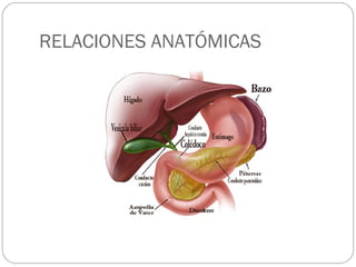 RELACIONES ANATÓMICAS 
 