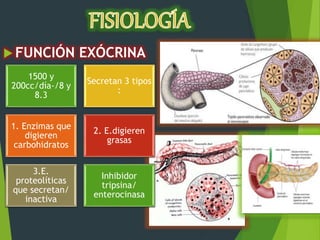  FUNCIÓN EXÓCRINA
1500 y
200cc/día-/8 y
8.3
Secretan 3 tipos
:
1. Enzimas que
digieren
carbohidratos
2. E.digieren
grasas
3.E.
proteolíticas
que secretan/
inactiva
Inhibidor
tripsina/
enterocinasa
 