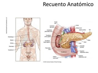 Recuento Anatómico
 