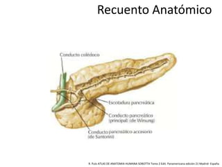 Recuento Anatómico
R. Putz ATLAS DE ANATOMIA HUMANA SOBOTTA Tomo 2 Edit. Panamericana edición 21 Madrid- España.
 