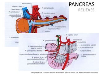 PANCREAS
RELIEVES
Latarjet M, Ruiz A, “Anatomia Humana”. Buenos Aires 2007. 4ta edición. Edit. Medica Panamericana. Tomo 2
 