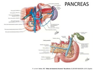 PANCREAS
F r a nk H. Netter, MD. “Atlas de Anatomía Humana” 6ta edicion. ELSEVIER MASSON. 2015. España
 