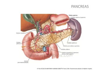 PANCREAS
R. Putz ATLAS DE ANATOMIA HUMANA SOBOTTA Tomo 2 Edit. Panamericana edición 21 Madrid- España.
 