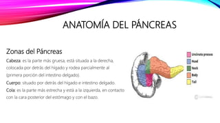 Zonas del Páncreas
Cabeza: es la parte más gruesa, está situada a la derecha,
colocada por detrás del hígado y rodea parcialmente al
(primera porción del intestino delgado).
Cuerpo: situado por detrás del hígado e intestino delgado.
Cola: es la parte más estrecha y está a la izquierda, en contacto
con la cara posterior del estómago y con el bazo.
ANATOMÍA DEL PÁNCREAS
 