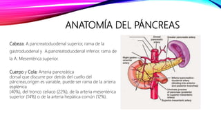 ANATOMÍA DEL PÁNCREAS
Cabeza: A.pancreatoduodenal superior, rama de la
gastroduodenal y A.pancreatoduodenal inferior, rama de
la A. Mesentérica superior.
Cuerpo y Cola: Arteria pancreática
dorsal que discurre por detrás del cuello del
páncreas,origen es variable, puede ser rama de la arteria
esplénica
(40%), del tronco celiaco (22%), de la arteria mesentérica
superior (14%) o de la arteria hepática común (12%).
 