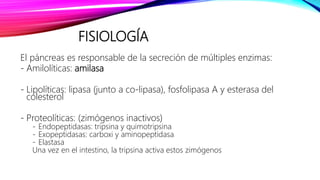 FISIOLOGÍA
El páncreas es responsable de la secreción de múltiples enzimas:
- Amilolíticas: amilasa
- Lipolíticas: lipasa (junto a co-lipasa), fosfolipasa A y esterasa del
colesterol
- Proteolíticas: (zimógenos inactivos)
- Endopeptidasas: tripsina y quimotripsina
- Exopeptidasas: carboxi y aminopeptidasa
- Elastasa
Una vez en el intestino, la tripsina activa estos zimógenos
 