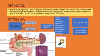 DEFINICIÓN
• Inflamación aguda y súbita del páncreas desencadenada por una activación inapropiada
de las enzimas pancreáticas, con lesión tisular y respuesta inflamatoria local y sistémica,
que puede afectar tejidos adyacentes y órganos a distancia
PATOGENIA
Tripsina
Elastasa
Fosfolipasa
Destrucción
celular
-Edema
-Necrosis
-Hemorragia
intersticial
-Activación de
mediadores
inflamatorios:
Bradicinina
Histamina
Permeabilidad
Vasodilatación
AUTODIGESTIÓN
 