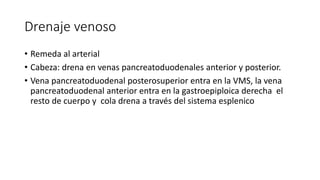 Drenaje venoso
• Remeda al arterial
• Cabeza: drena en venas pancreatoduodenales anterior y posterior.
• Vena pancreatoduo...