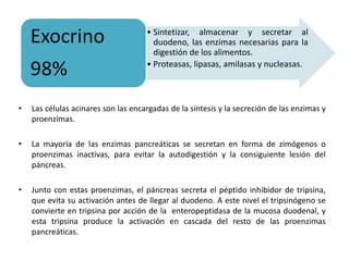 • Sintetizar, almacenar y secretar al
duodeno, las enzimas necesarias para la
digestión de los alimentos.
• Proteasas, lipasas, amilasas y nucleasas.
Exocrino
98%
• Las células acinares son las encargadas de la síntesis y la secreción de las enzimas y
proenzimas.
• La mayoría de las enzimas pancreáticas se secretan en forma de zimógenos o
proenzimas inactivas, para evitar la autodigestión y la consiguiente lesión del
páncreas.
• Junto con estas proenzimas, el páncreas secreta el péptido inhibidor de tripsina,
que evita su activación antes de llegar al duodeno. A este nivel el tripsinógeno se
convierte en tripsina por acción de la enteropeptidasa de la mucosa duodenal, y
esta tripsina produce la activación en cascada del resto de las proenzimas
pancreáticas.
 