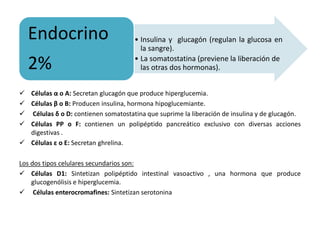  Células α o A: Secretan glucagón que produce hiperglucemia.
 Células β o B: Producen insulina, hormona hipoglucemiante.
 Células δ o D: contienen somatostatina que suprime la liberación de insulina y de glucagón.
 Células PP o F: contienen un polipéptido pancreático exclusivo con diversas acciones
digestivas .
 Células ε o E: Secretan ghrelina.
Los dos tipos celulares secundarios son:
 Células D1: Sintetizan polipéptido intestinal vasoactivo , una hormona que produce
glucogenólisis e hiperglucemia.
 Células enterocromafines: Sintetizan serotonina
• Insulina y glucagón (regulan la glucosa en
la sangre).
• La somatostatina (previene la liberación de
las otras dos hormonas).
Endocrino
2%
 