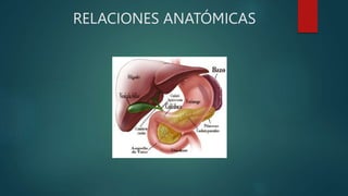 RELACIONES ANATÓMICAS
 