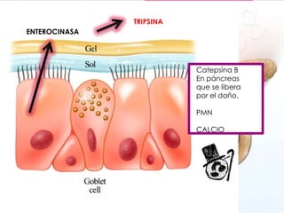 TRIPSINA
ENTEROCINASA

Catepsina B
En páncreas
que se libera
por el daño.
PMN
CALCIO

 