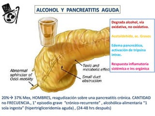ALCOHOL Y PANCREATITIS AGUDA
Degrada alcohol, vía
oxidativa, no oxidativa.

Acetaldehído, ac. Grasos
Edema pancreático,
activación de tripsina
intrac.

Respuesta inflamatoria
sistémica e ins orgánica

20% 37% Mex, HOMBRES, reagudización sobre una pancreatitis crónica. CANTIDAD
no FRECUENCIA., 1° episodio grave “crónico-recurrente” , alcohólica-alimentaria “1
sola ingesta” (hipertrigliceridemia aguda) , (24-48 hrs después)

 