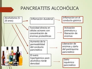 PANCREATITIS ALCOHÓLICA
Alcoholismo (5-
20 anos)
Inflamación duodenal
Inflamación en el
conducto gástrico
Toxicidad directa en
células acinares con
concentración de
enzimas proteolíticas
Activación
prematura y
liberación de
enzimas
Aumento de la
permeabilidad
del conducto
pancreático
Liberación de
enzimas y daño
del parénquima
pancreático
El suero
hiperlipémico post-
alcohólico tiene
densidad
Daño
isquémico
pancreático
 