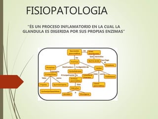 FISIOPATOLOGIA
“ÉS UN PROCESO INFLAMATORIO EN LA CUAL LA
GLANDULA ES DIGERIDA POR SUS PROPIAS ENZIMAS”
 