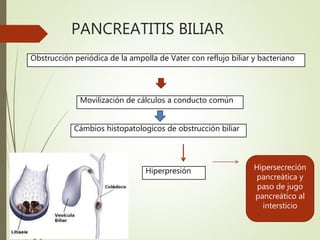 PANCREATITIS BILIAR
Obstrucción periódica de la ampolla de Vater con reflujo biliar y bacteriano
Movilización de cálculos a conducto común
Cámbios histopatologicos de obstrucción biliar
Hipersecreción
pancreática y
paso de jugo
pancreático al
intersticio
Hiperpresión
 