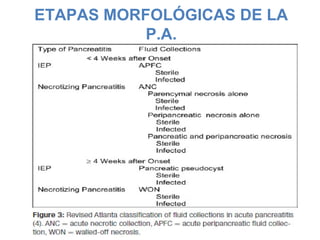 ETAPAS MORFOLÓGICAS DE LA
P.A.
 