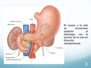 El cuerpo y la cola
se
encuentran
posterior
al
estómago, con la
porción de la cola en
dirección
retroperitoneal.

3

 