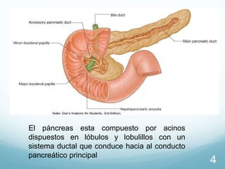 El páncreas esta compuesto por acinos
dispuestos en lóbulos y lobulillos con un
sistema ductal que conduce hacia al conducto
pancreático principal

4

 