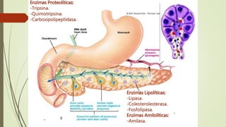 Enzimas Proteolíticas:
-Tripsina.
-Quimotripsina.
-Carboxipolipeptidasa.
Enzimas Lipolíticas:
-Lipasa.
-Colesterolesterasa.
-Fosfolipasa.
Enzimas Amilolíticas:
-Amilasa.
 