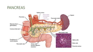 PANCREAS
 