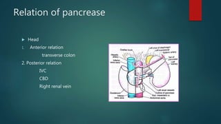 Relation of pancrease
 Head
1. Anterior relation
transverse colon
2. Posterior relation
IVC
CBD
Right renal vein
 