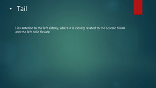 • Tail
Lies anterior to the left kidney, where it is closely related to the splenic hilum
and the left colic flexure.
 