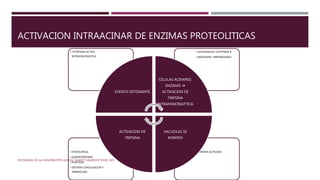 ACTIVACION INTRAACINAR DE ENZIMAS PROTEOLITICAS
• TRIPSINA ACTIVADA• FOSFOLIPASA
• QUIMIOTRIPSINA
• ELASTASA
• SISTEMA COAGULAICON Y
FIBRINOLISIS
• LISOSOMALES: CATEPSINA B
• DIGESTIVAS: TRIPSINOGENO
• TRIPSINA ACTIVA
INTRAPANCREATICA
EVENTO DETONANTE
CELULAS ACINARES:
ENZIMAS 
ACTIVACION DE
TRIPSINA
INTRAPANCREATTICA
VACUOLAS SE
ROMPEN
ACTIVACION DE
TRIPSINA
PATOGENIA DE LA PANCREATITIS AGUDA. SHANTI SWAROOP VEGE, MD.
 