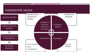 PANCREATITIS AGUDA
PANCREAS EXOCRINO
ENZIMAS DIGESTIVAS
DUODENO
ACTIVACION ESPONTANEA
DE TRIPSINOGENO
MECANISMOS
ELIMINACION
PATOGENIA DE LA PANCREATITIS AGUDA. SHANTI SWAROOP VEGE, MD.
• INACTIVA
TRIPSINA
• alfa-1 antitripsina
• alfa-2-
macroglobulina
• PANCREATITIS
HERDITARIA
• INACTIVA 20% DE
ACTIVIDAD DE
TRIPSINA
INHIBIDOR DE
SECRECION
PANCREATICA
(ITPS-SPINK1)
AUTOLISIS DE
TRIPSINA
MESOTRIPSINAANTIPROTEASAS
 